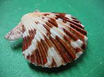 Pecten Tranquebaricus